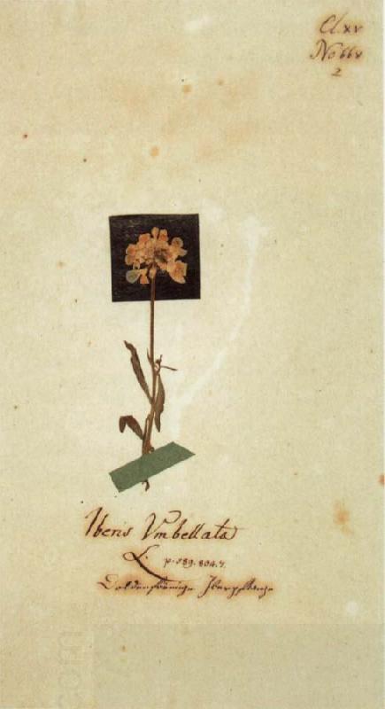 Johann Wolfgang von Goethe Herbarium sheet China oil painting art